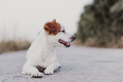 Dog looking away while sitting outdoors