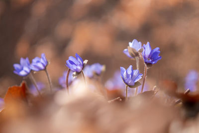 Close-up of purple flowering plant