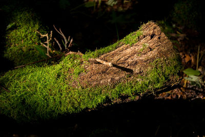 Close-up of lizard on tree