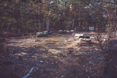 Empty chairs on bare trees in forest