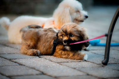 Dogs resting on footpath