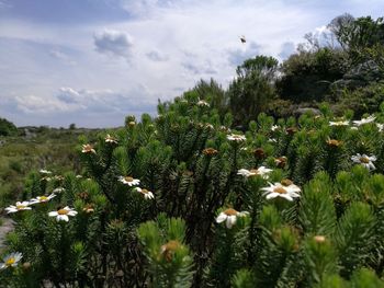 Close-up of cactus plants against sky