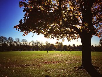 Trees on field against sky during autumn