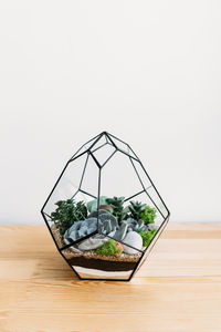 Close-up of potted plant on table against white background