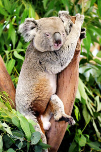 Close-up of koala on tree trunk