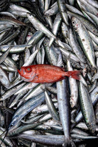 Directly above shot of fish for sale at market