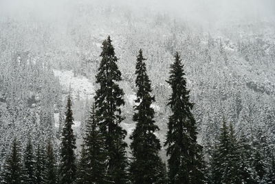 Panoramic view of pine trees in forest during winter