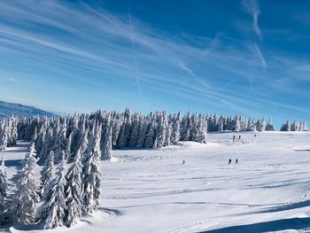 Trees on snow covered landscape against blue sky