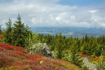 Scenic view of forest against sky during autumn