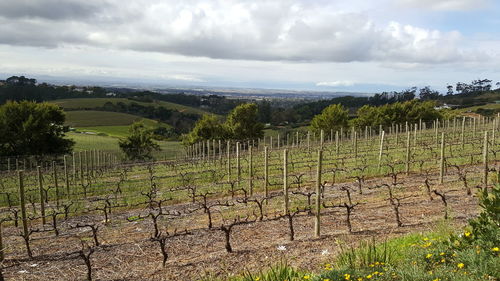 Scenic view of vineyard against sky