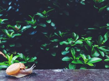 Snail crawling on retaining wall against plants