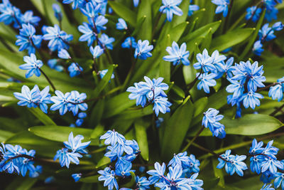 Blue scilla flowers, siberian squill, sapphire star, wood squill,  blooming in april forest