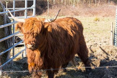 Horse in a field