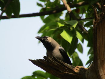 Low angle view of bird perching on tree