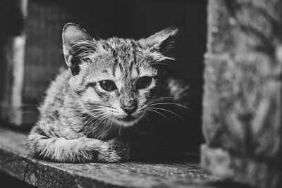 one animal