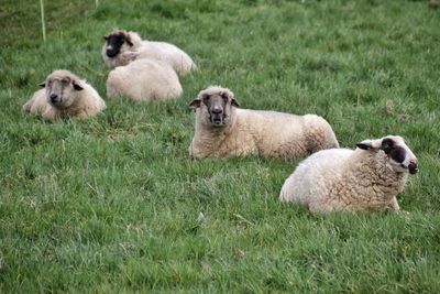 Close-up of sheep on grassy field