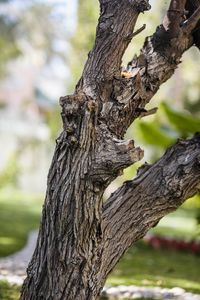 Close-up of tree trunk