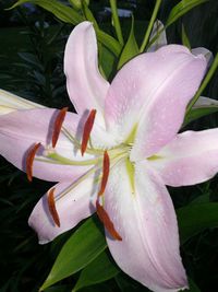 Close-up of pink flower