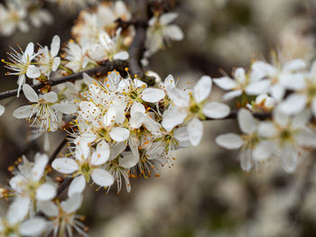 Close-up of white cherry blossom