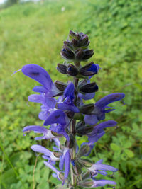 Close-up of purple flowers