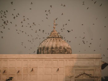 Birds flying in a temple