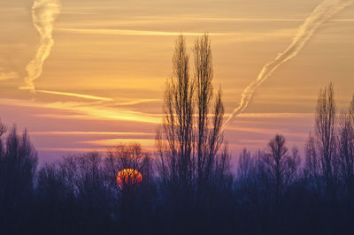 Silhouette plants against dramatic sky during sunset