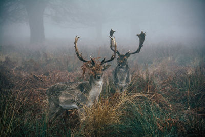 Deer in a field