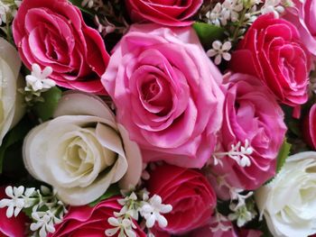 Close-up of roses