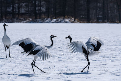 Japanese crane in tsurui village, hokkaido, japan