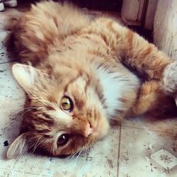 Close-up of cat resting on bed