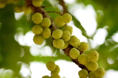 Close-up of grapes growing in vineyard