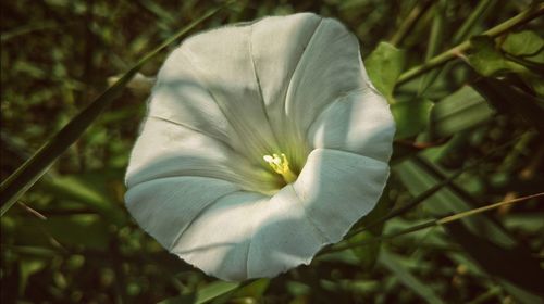 Close-up of flower blooming outdoors