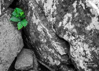 High angle view of plant growing on rock