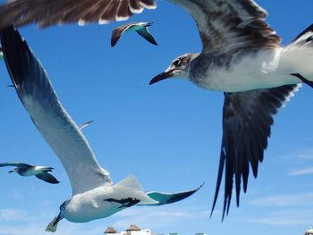 Low angle view of seagulls flying in sky