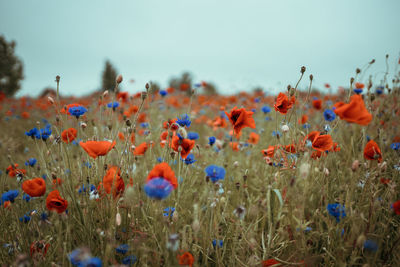 Close-up of poppies on field against sky