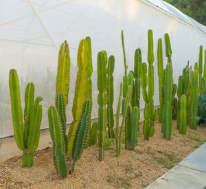 Close-up of plants