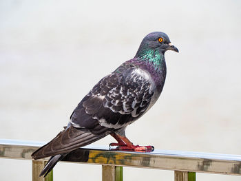 Close-up of pigeon perching on railing