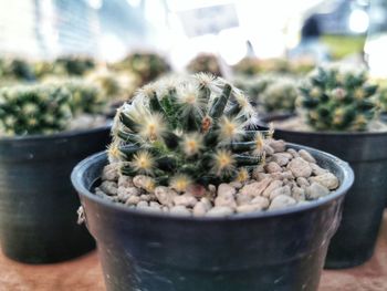 Close-up of succulent plant in pot