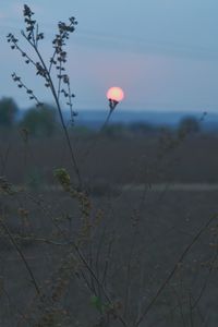 Close-up of plants at sunset