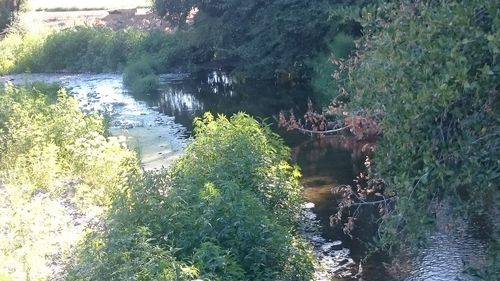 High angle view of crab amidst plants by river