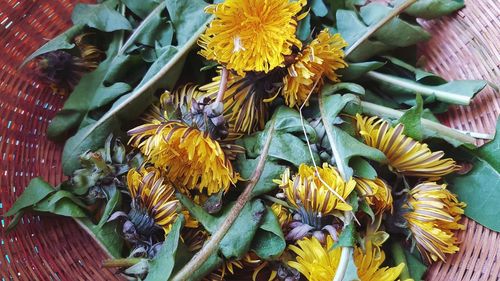 High angle view of yellow flowering plant