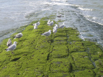 High angle view of birds on beach