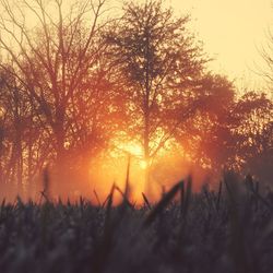 Close-up of trees against sunset