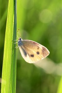 Butterfly on leaf