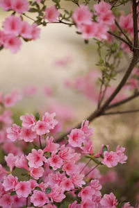 Close-up of pink flowers blooming outdoors