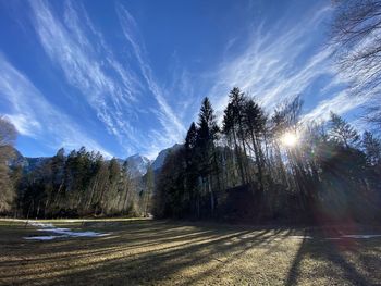 Sunlight streaming through trees on sunny day