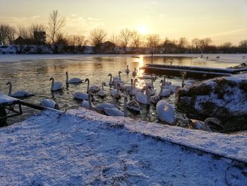 Birds in lake during winter