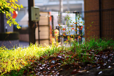 Close-up of plants growing outside house