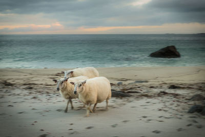 Sheep on beach against sky during sunset