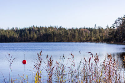 Plants growing in lake against sky